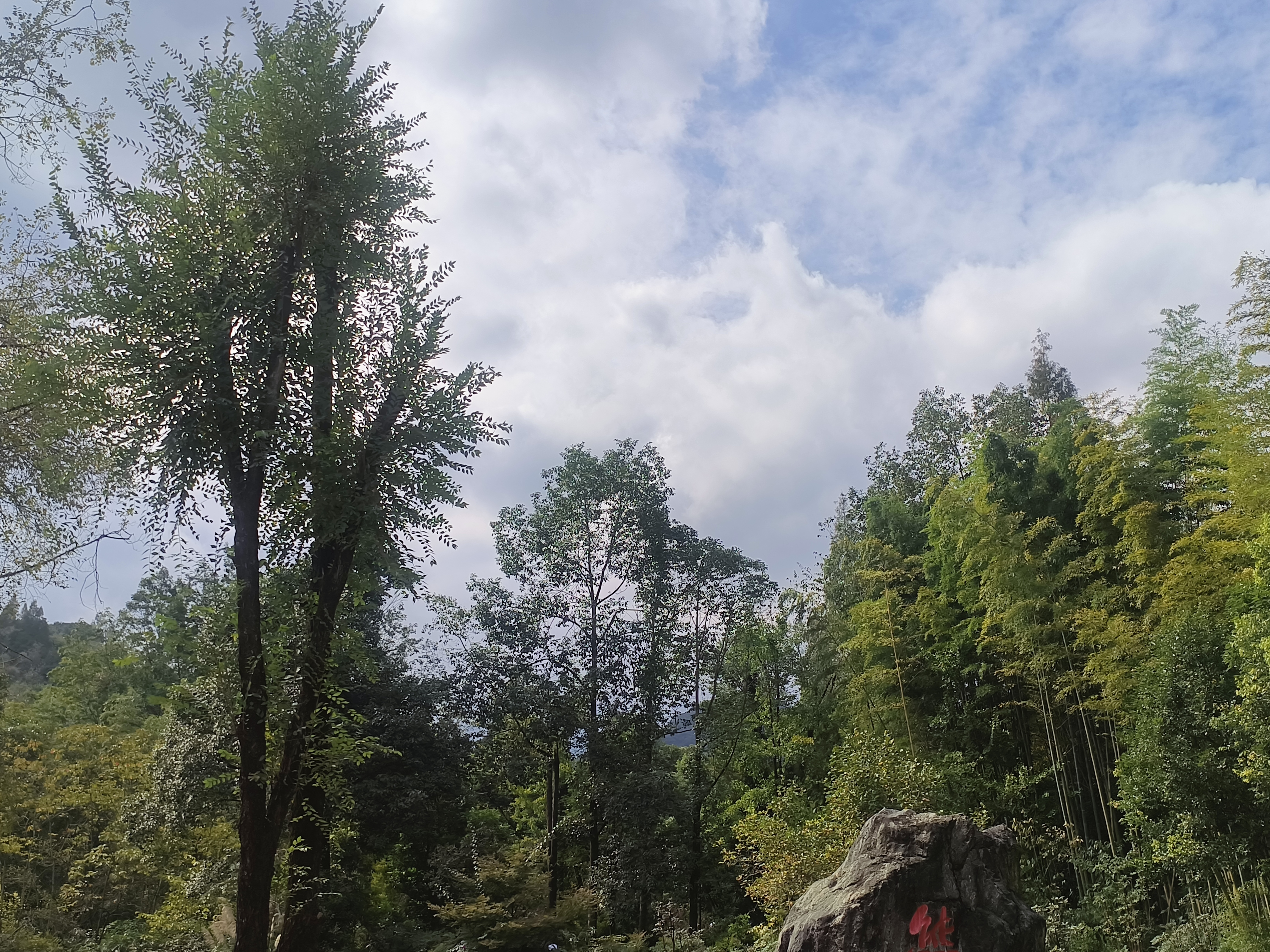 入园时的风景