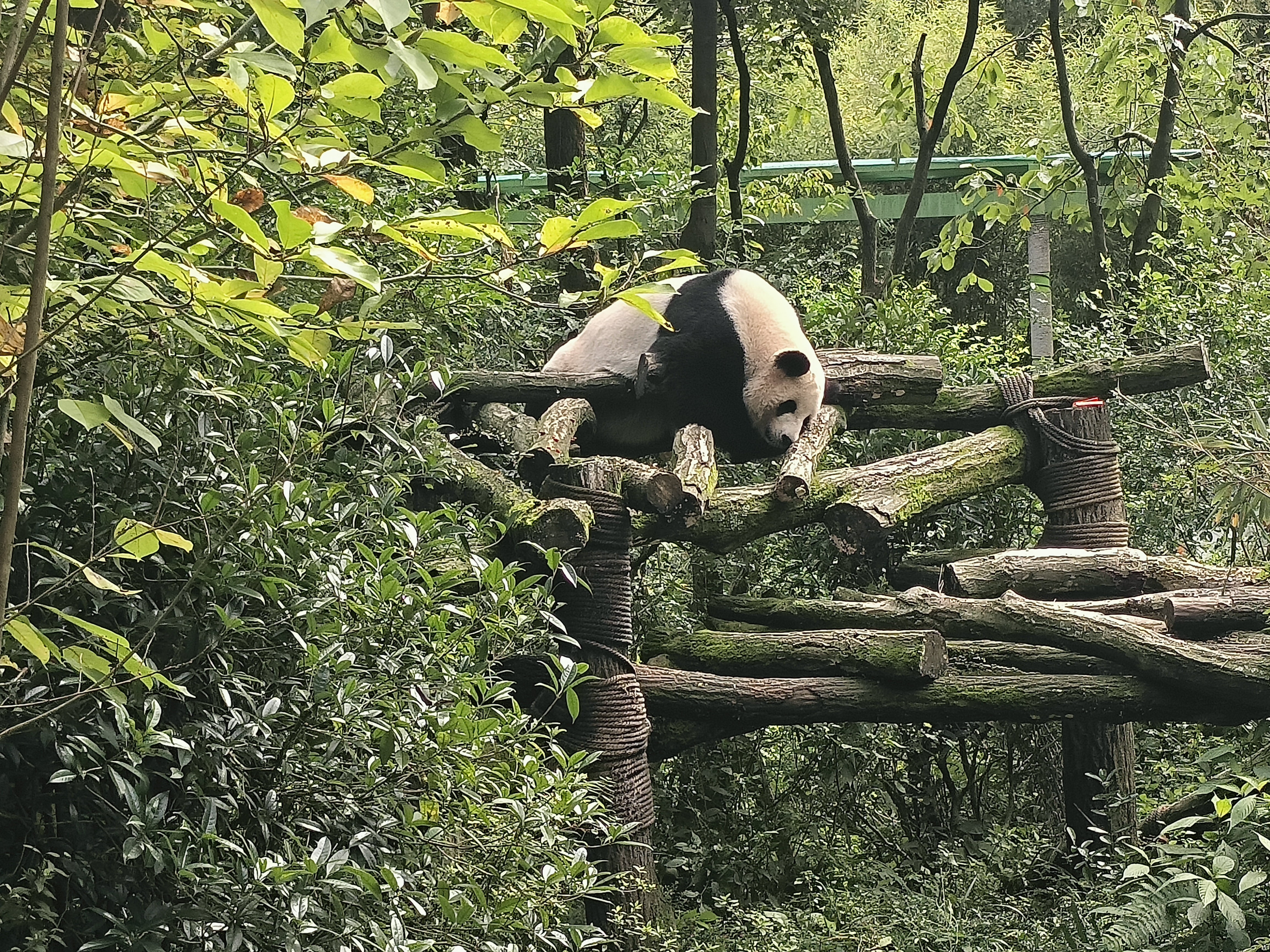 熊猫谷的大熊猫（四）