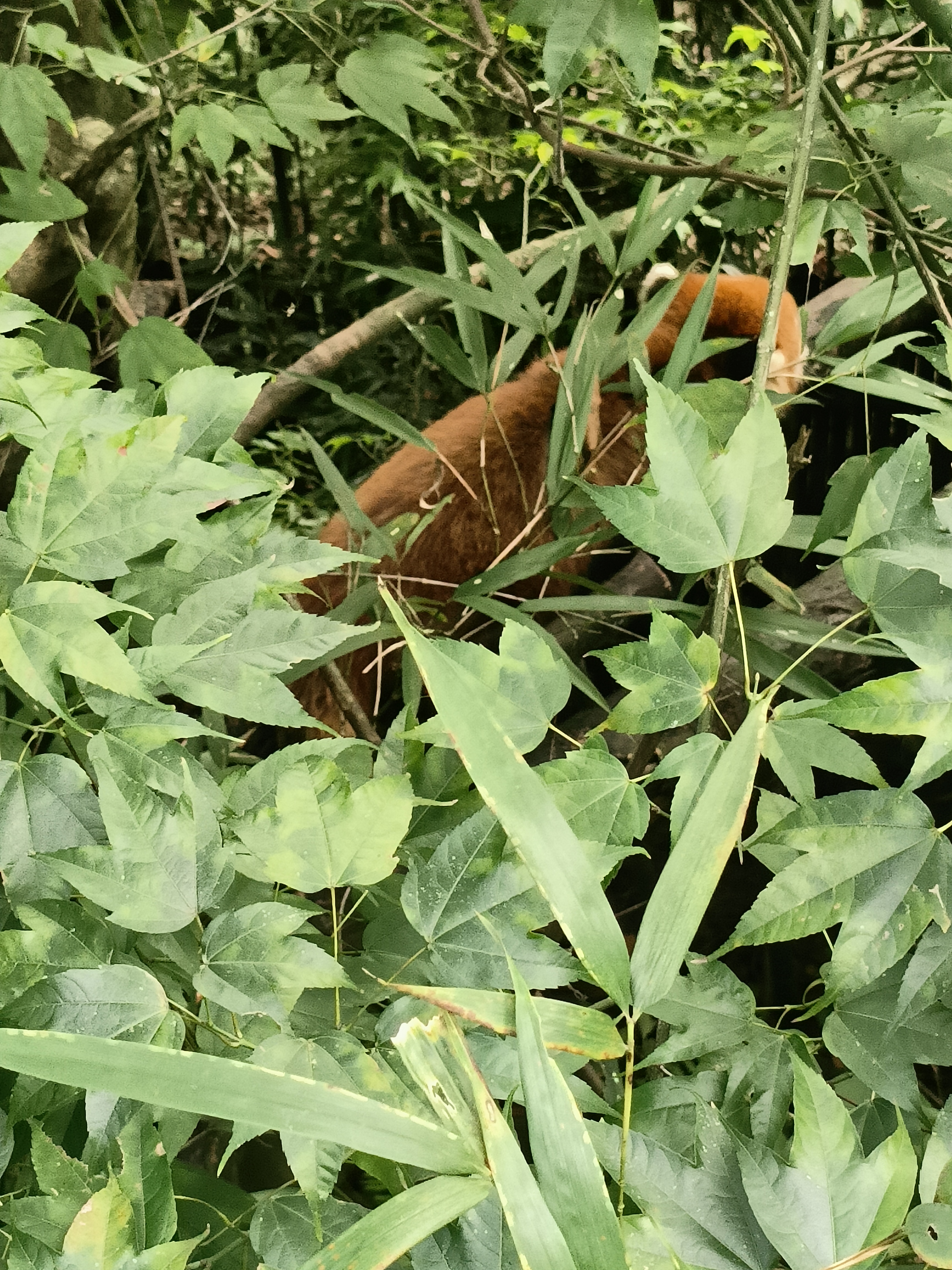 熊猫谷的小熊猫（二）